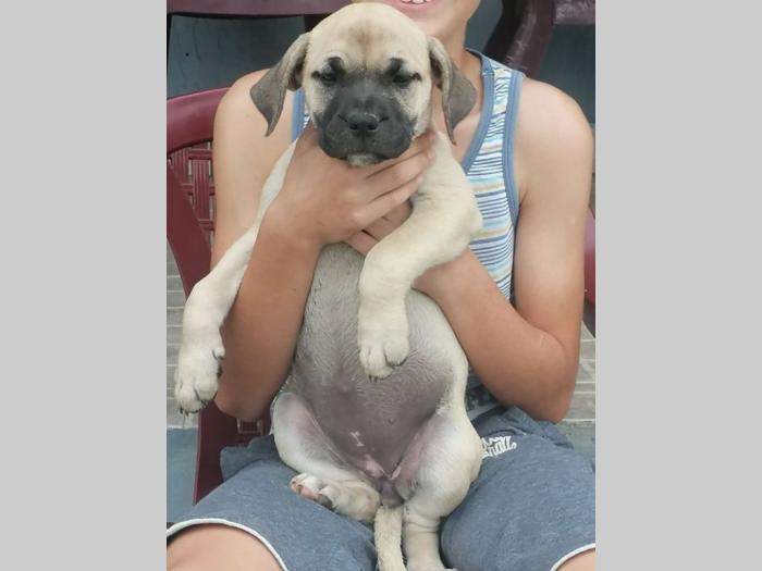 presa canario štenci besplatni mali oglasi