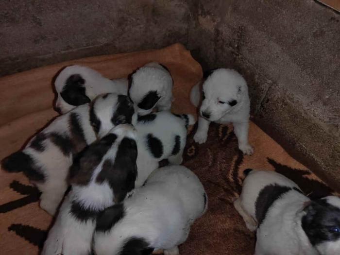 prodajem štence azijata besplatni mali oglasi