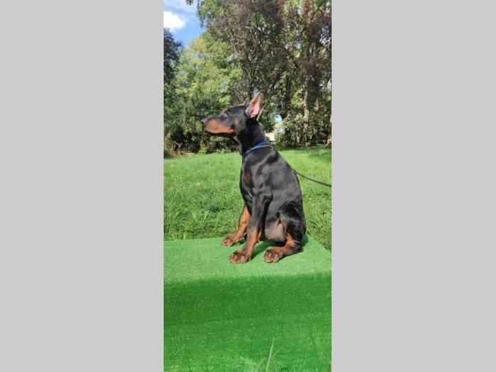 doberman štenci besplatni mali oglasi