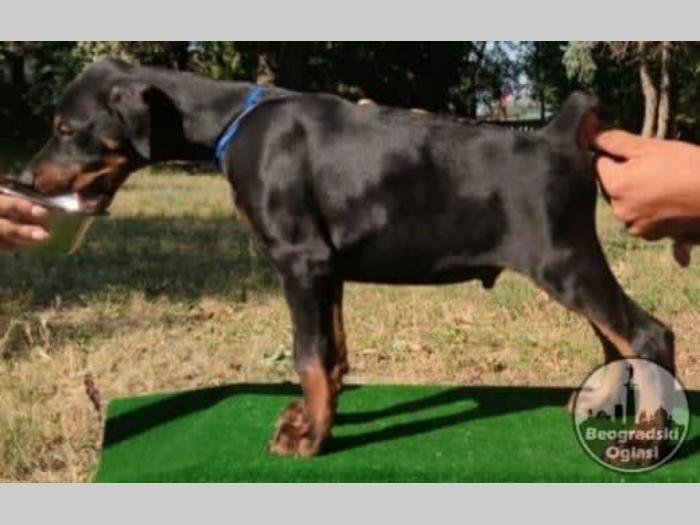 doberman štenci besplatni mali oglasi