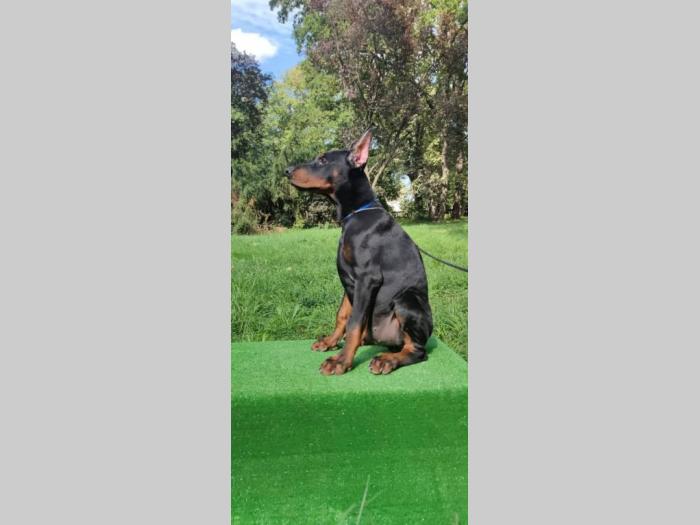 doberman štenci besplatni mali oglasi