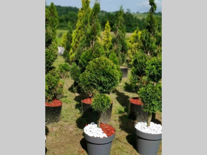 rasprodaja četinara 90cm besplatni mali oglasi