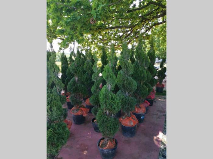 rasprodaja četinara 90cm besplatni mali oglasi