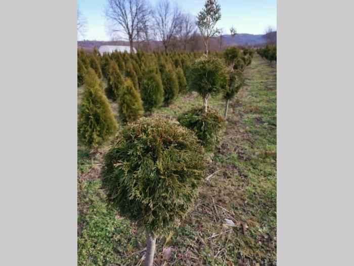 rasprodaja četinara 90cm besplatni mali oglasi