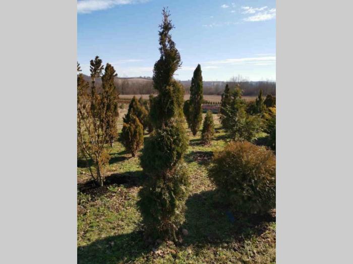 rasprodaja četinara 90cm besplatni mali oglasi