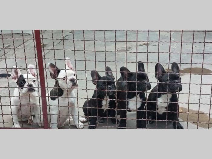 francuski buldog štenci besplatni mali oglasi