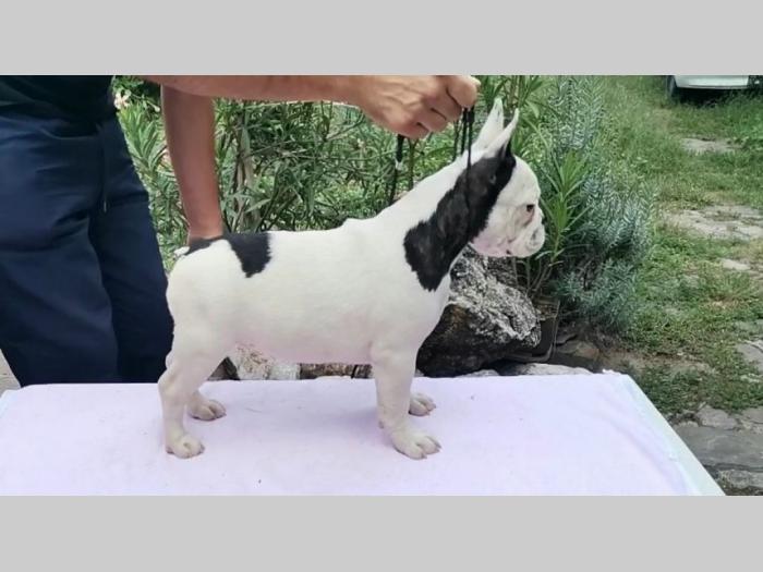 francuski buldog štenci besplatni mali oglasi