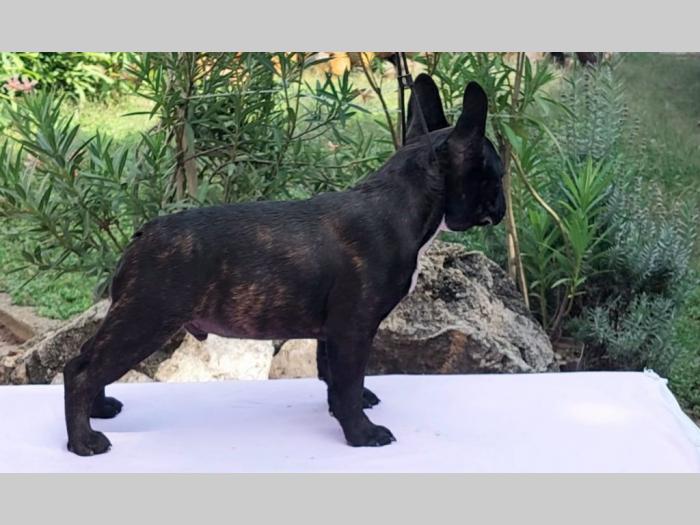 francuski buldog štenci besplatni mali oglasi