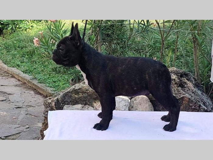francuski buldog štenci besplatni mali oglasi