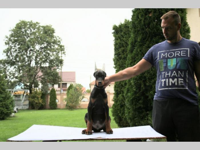 doberman štenci besplatni mali oglasi