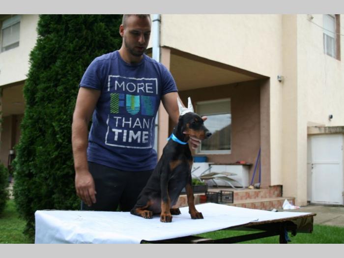 doberman štenci besplatni mali oglasi