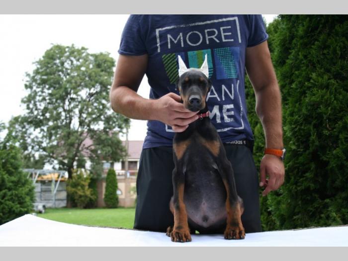 doberman štenci besplatni mali oglasi