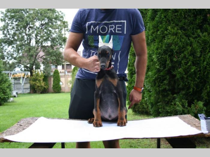 doberman štenci besplatni mali oglasi
