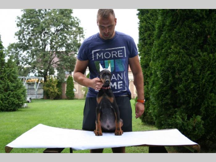doberman štenci besplatni mali oglasi