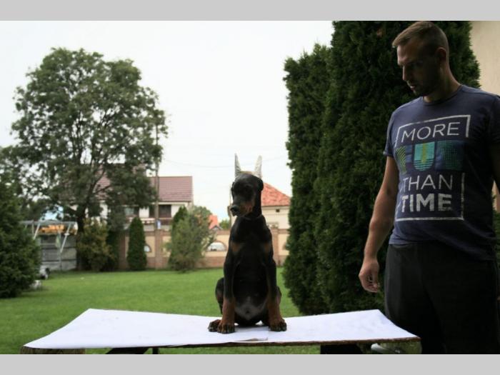 doberman štenci besplatni mali oglasi