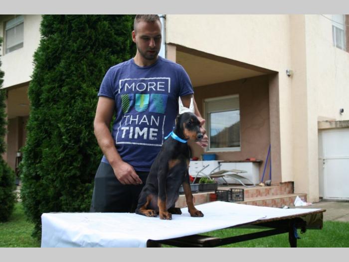 doberman štenci besplatni mali oglasi