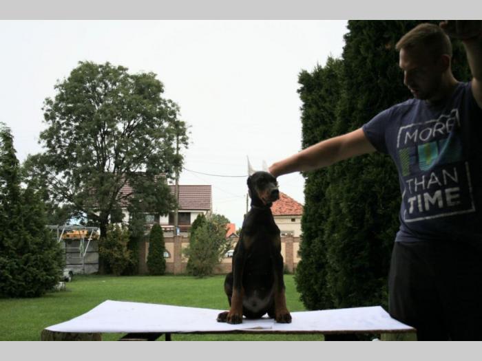 doberman štenci besplatni mali oglasi