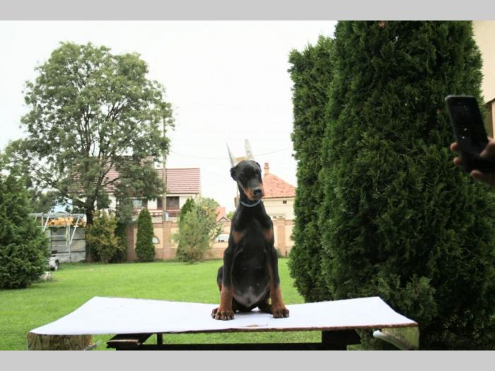 doberman štenci besplatni mali oglasi
