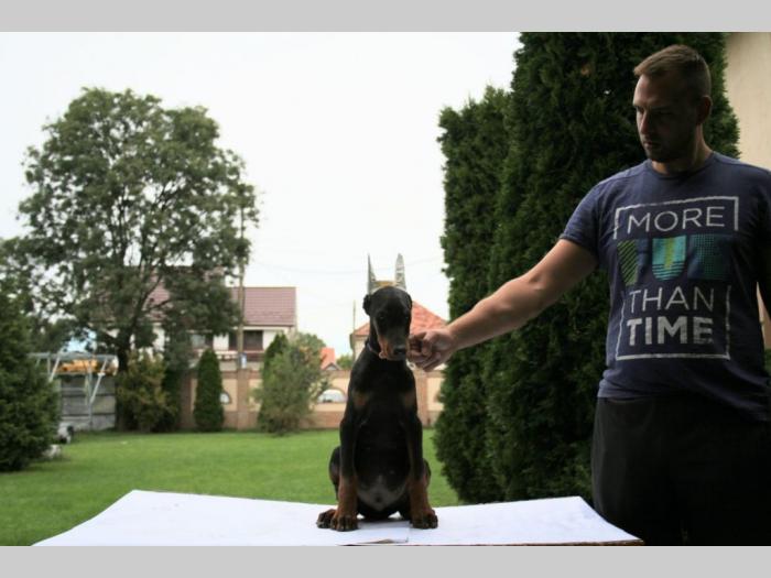 doberman štenci besplatni mali oglasi