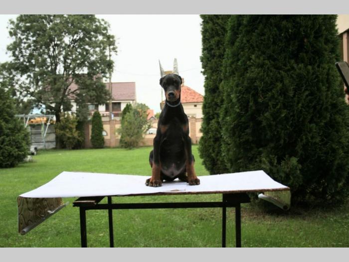 doberman štenci besplatni mali oglasi
