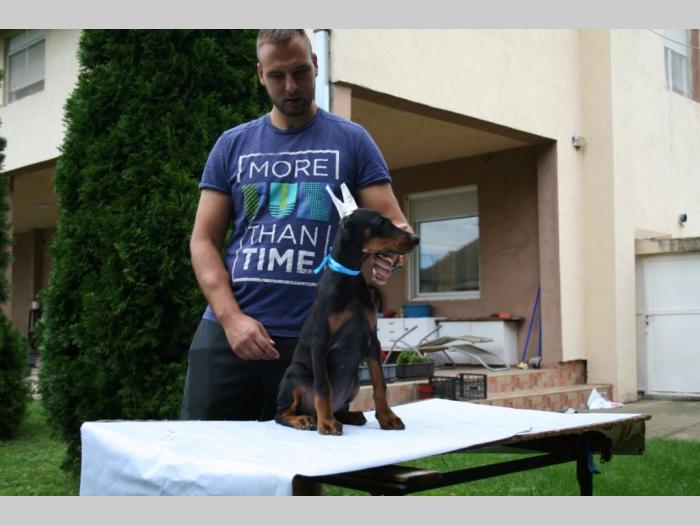 doberman štenci besplatni mali oglasi
