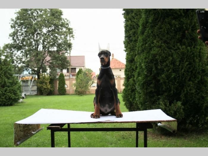 doberman štenci besplatni mali oglasi