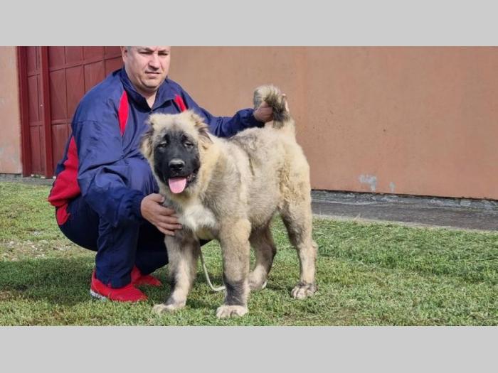 kavkaski ovčar štenci besplatni mali oglasi