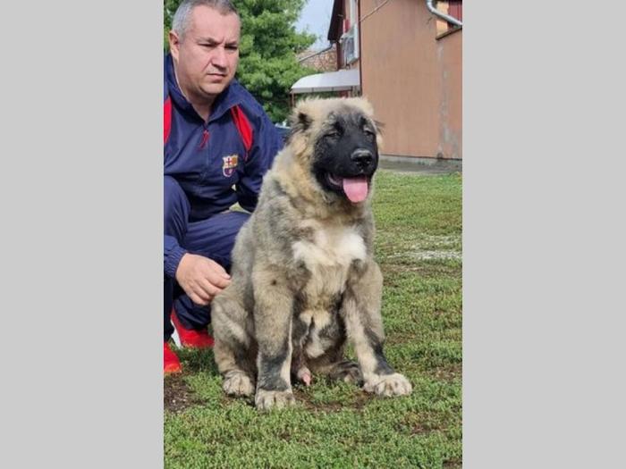 kavkaski ovčar štenci besplatni mali oglasi