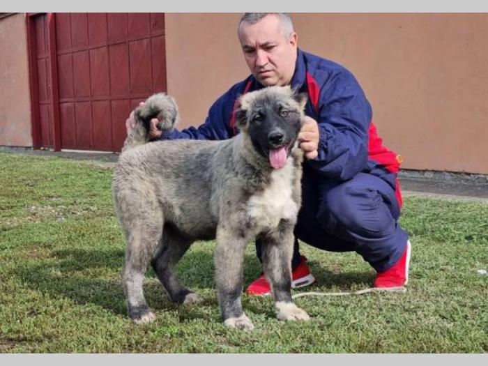 kavkaski ovčar štenci besplatni mali oglasi