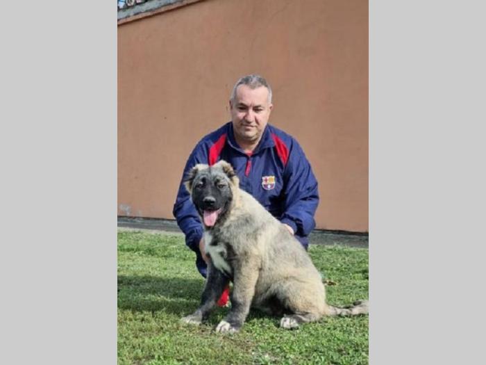 kavkaski ovčar štenci besplatni mali oglasi