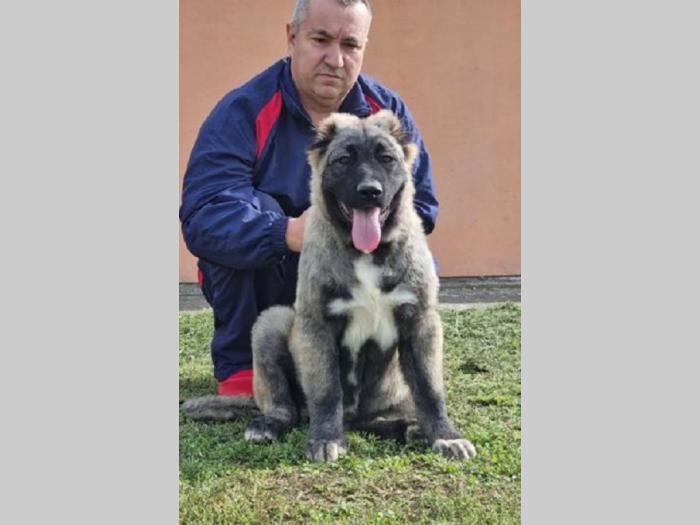 kavkaski ovčar štenci besplatni mali oglasi