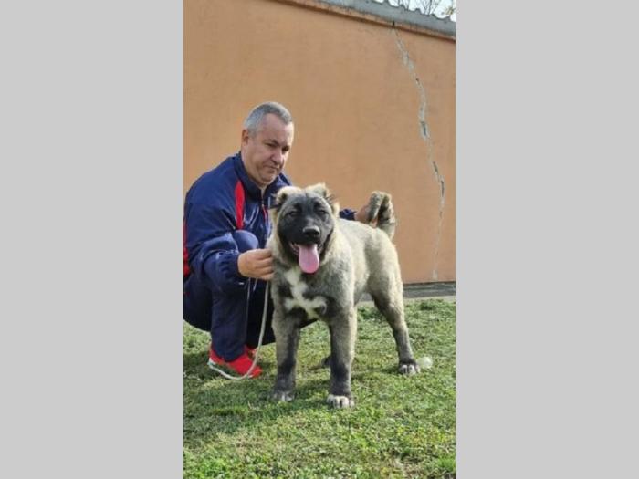 kavkaski ovčar štenci besplatni mali oglasi