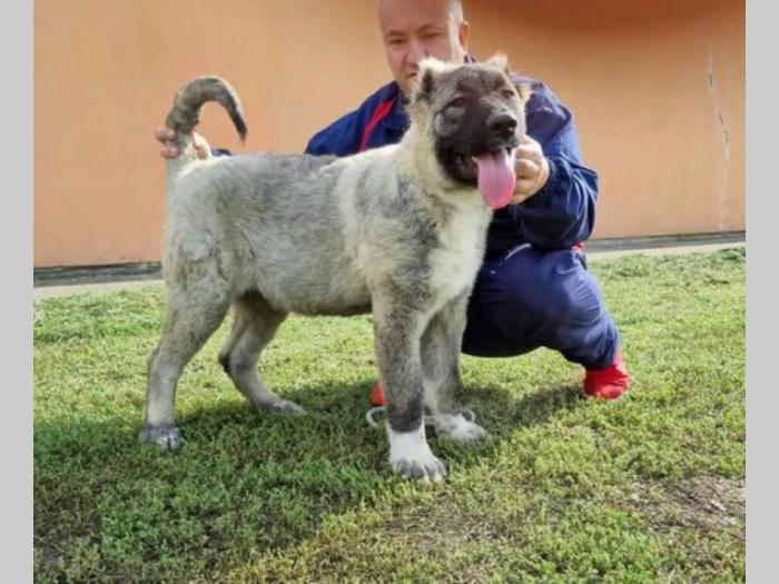 kavkaski ovčar štenci besplatni mali oglasi