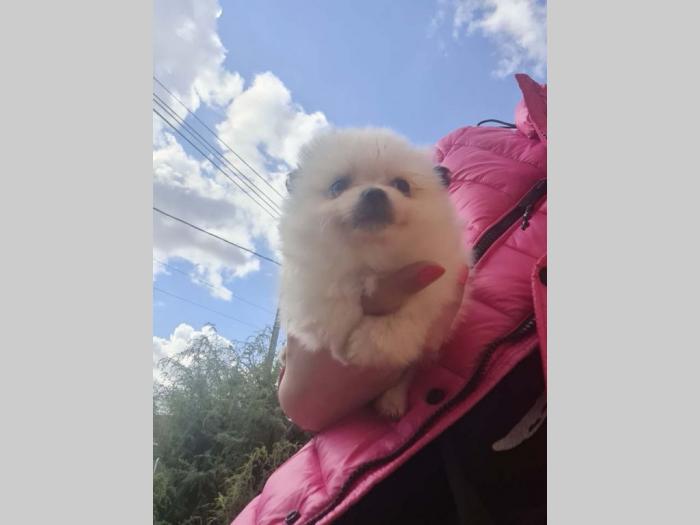 pomerana štenci besplatni mali oglasi