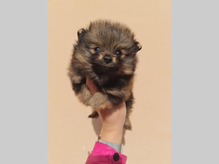 pomerana štenci besplatni mali oglasi