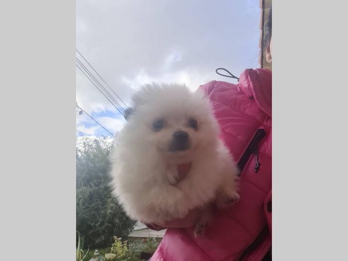 pomerana štenci besplatni mali oglasi