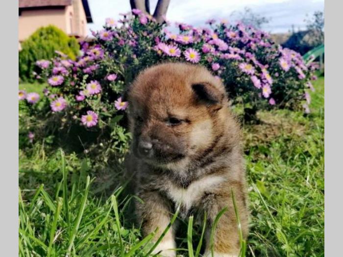 shiba inu štenci besplatni mali oglasi