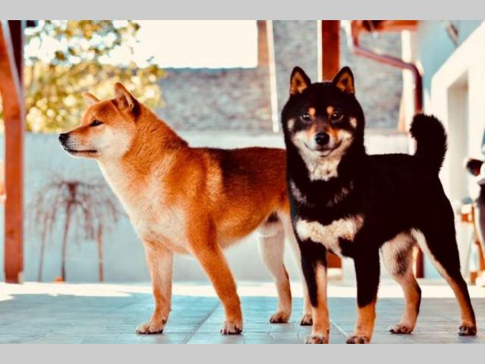 shiba inu štenci besplatni mali oglasi