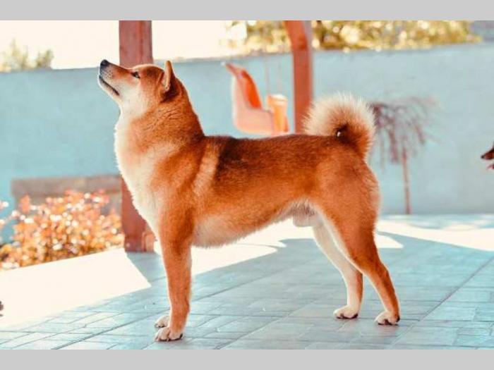 shiba inu štenci besplatni mali oglasi