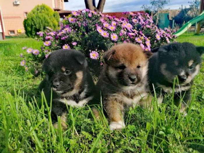 shiba inu štenci besplatni mali oglasi