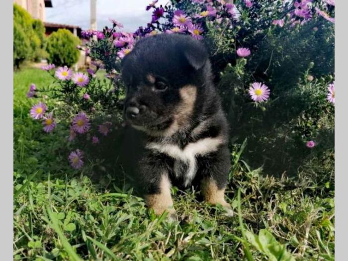 shiba inu štenci besplatni mali oglasi