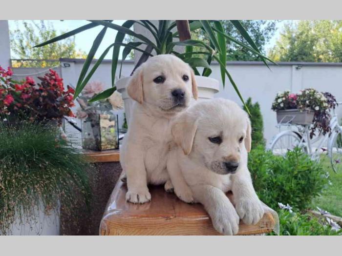 labrador štenci besplatni mali oglasi