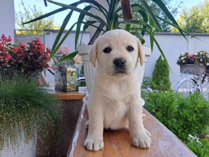 labrador štenci besplatni mali oglasi