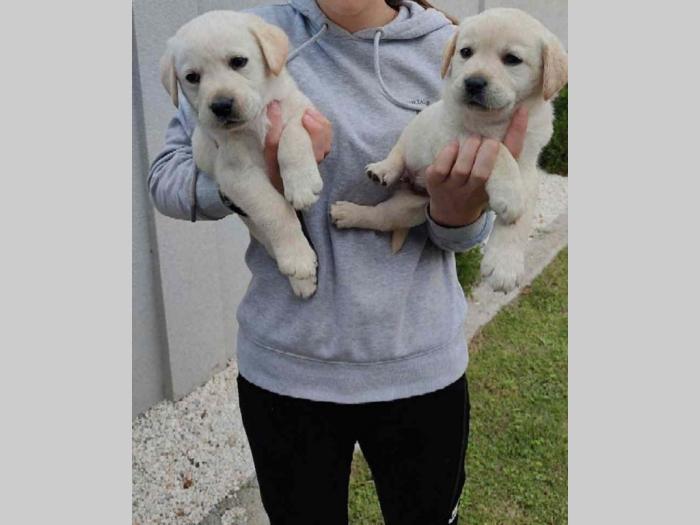 labrador štenci besplatni mali oglasi