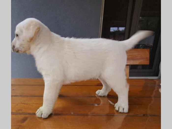 labrador štenci besplatni mali oglasi