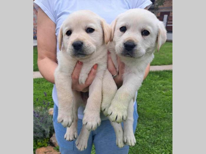 labrador štenci besplatni mali oglasi