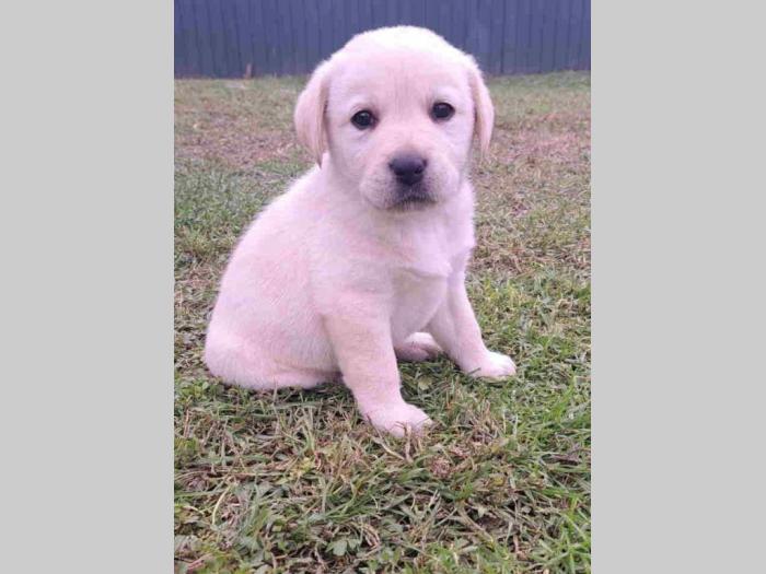 labrador štenci besplatni mali oglasi