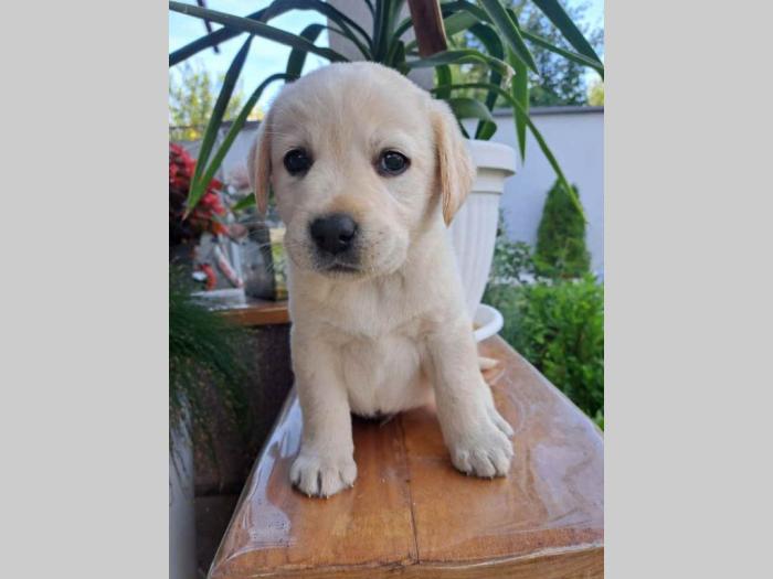 labrador štenci besplatni mali oglasi