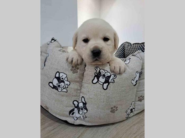 labrador štenci besplatni mali oglasi
