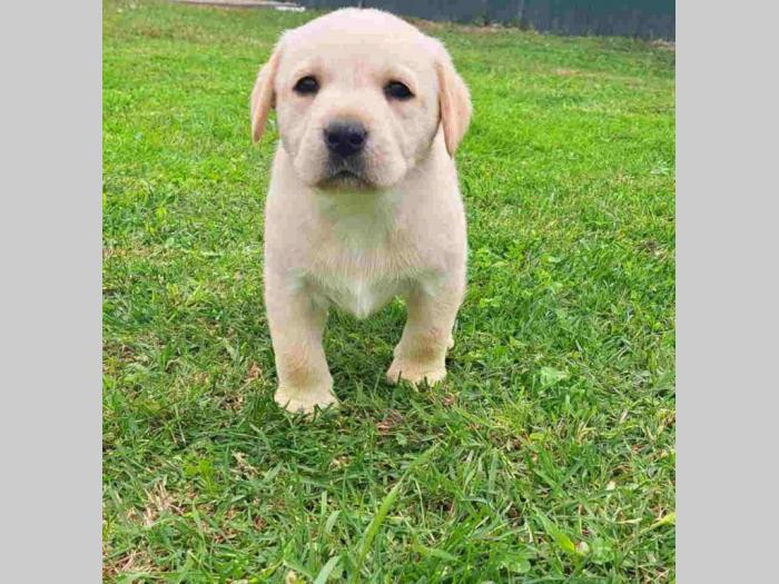 labrador štenci besplatni mali oglasi